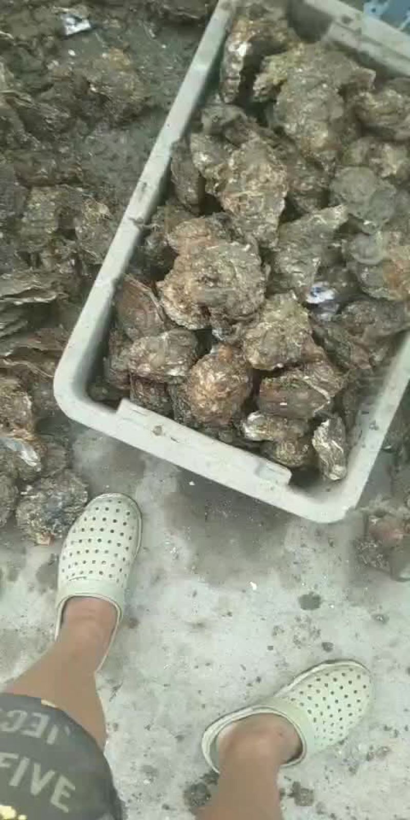 威海生蚝牡蛎新鲜带壳二/三倍体产地直供适合烧烤餐饮