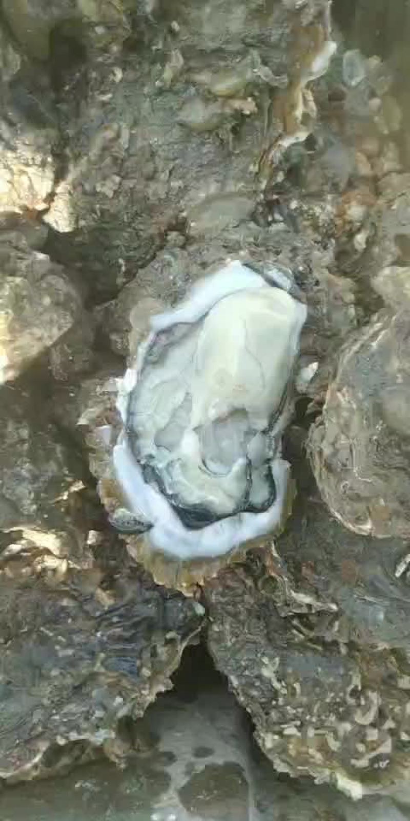威海生蚝牡蛎新鲜带壳二/三倍体产地直供适合烧烤餐饮