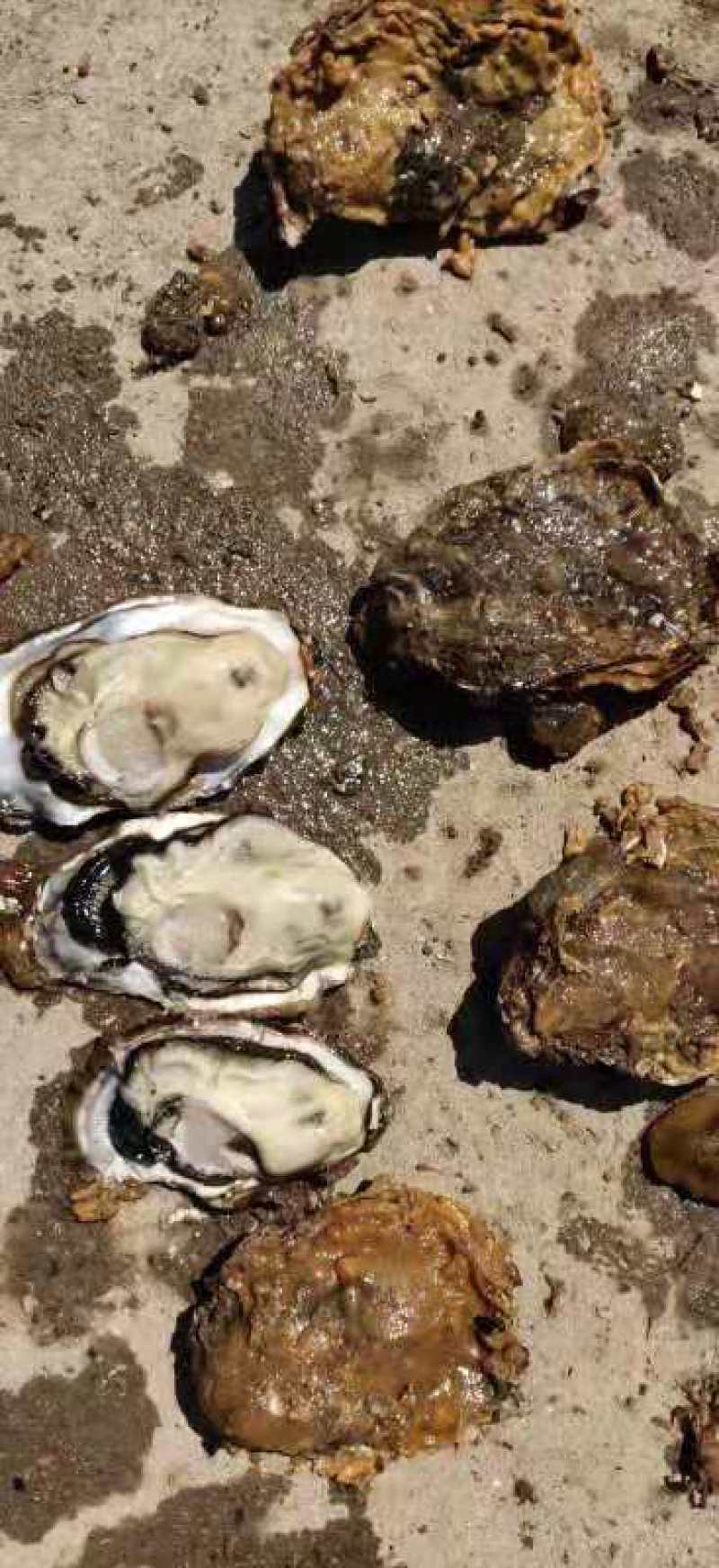 威海生蚝牡蛎新鲜带壳二/三倍体产地直供适合烧烤餐饮