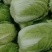 白菜，黄心白菜，大白菜，个头均匀，颜色清秀，4-6斤