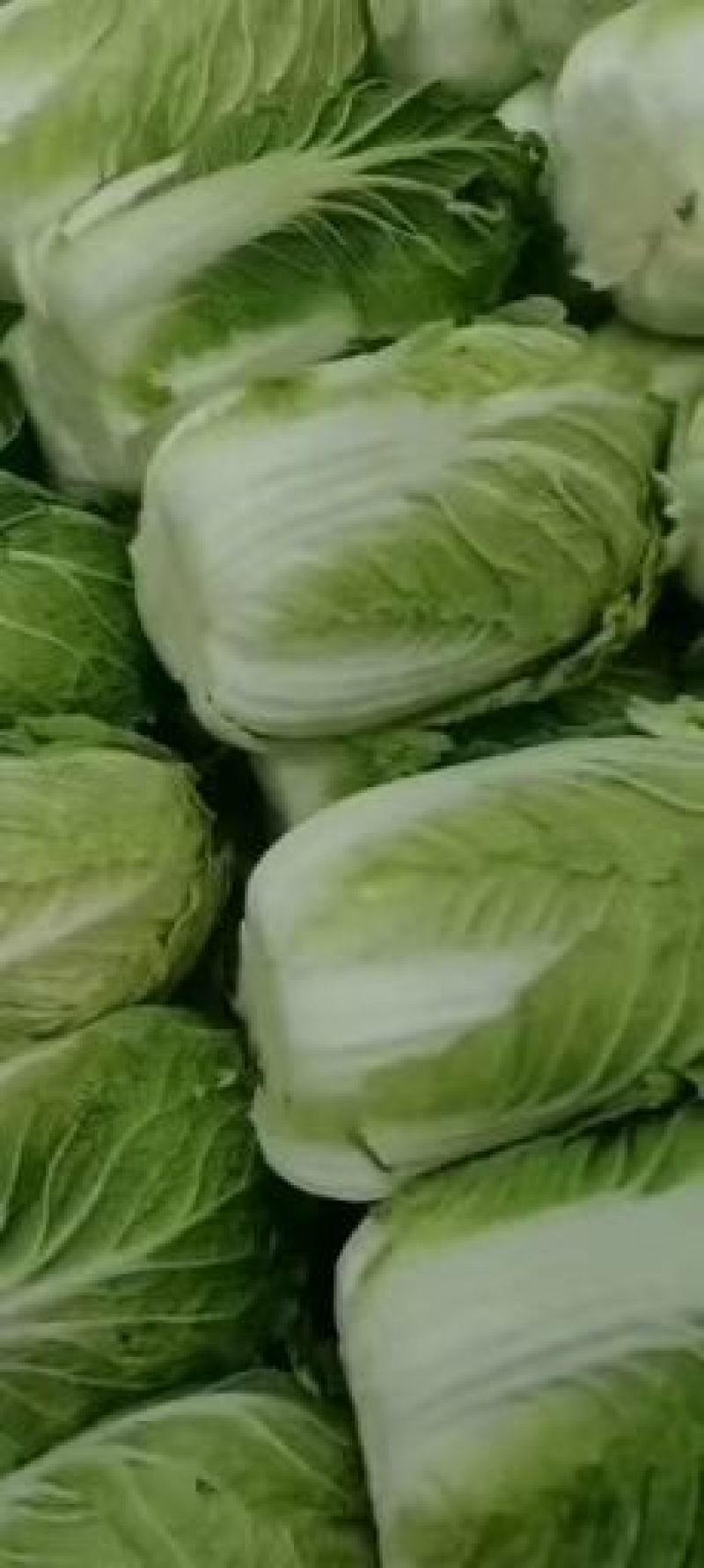 白菜，黄心白菜，大白菜，个头均匀，颜色清秀，4-6斤