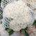 精品花菜,实花、散花,本地优质花菜菜花,