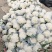 精品花菜,实花、散花,本地优质花菜菜花,