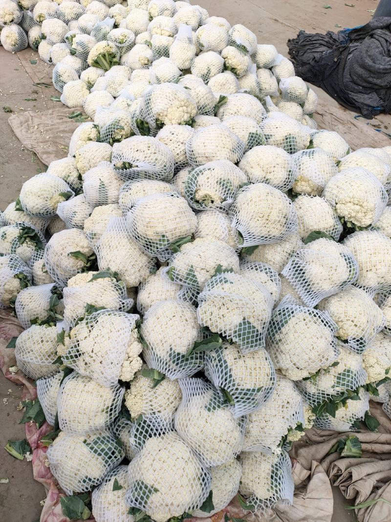 精品花菜，实花、散花，本地优质花菜菜花，