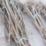 沙枣苗，质优价廉，欢迎选购