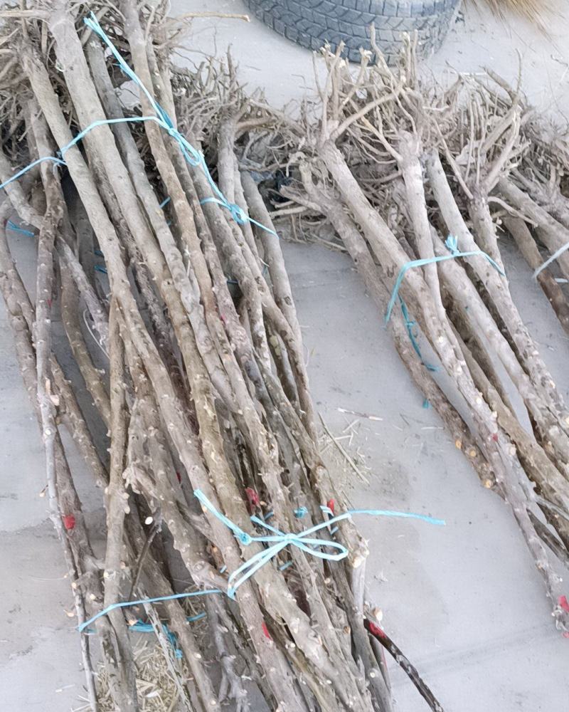 沙枣苗，质优价廉，欢迎选购
