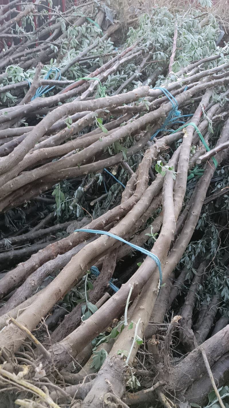 沙枣苗，质优价廉，欢迎选购