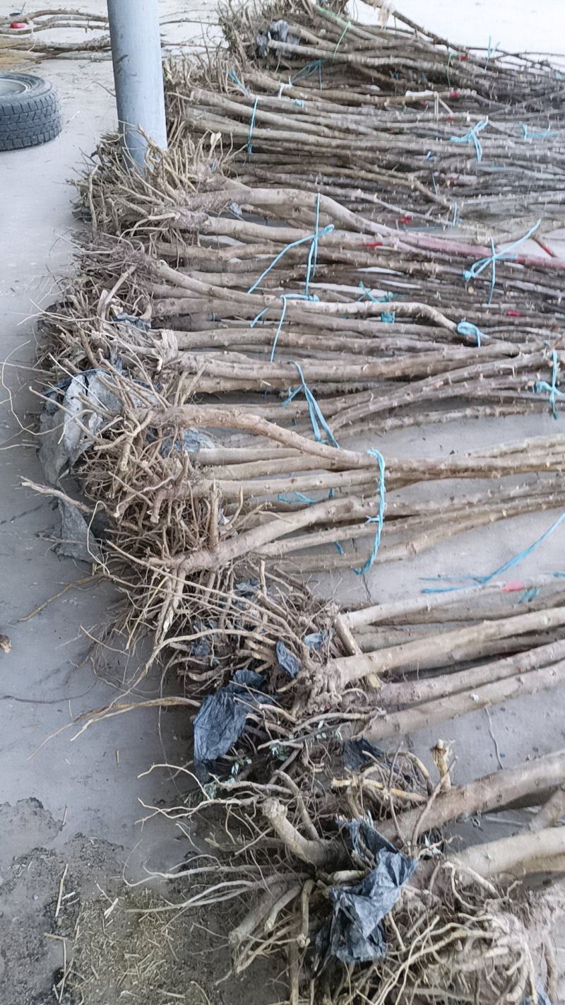 沙枣苗，质优价廉，欢迎选购