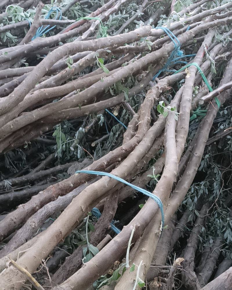 沙枣苗，质优价廉，欢迎选购