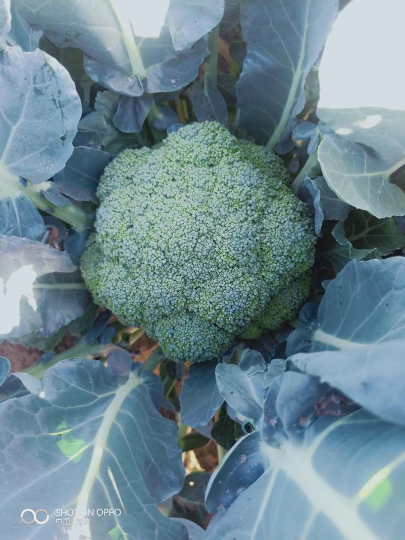 新野县西蓝花，大量上市，适合适合，超市，市场，加工厂，