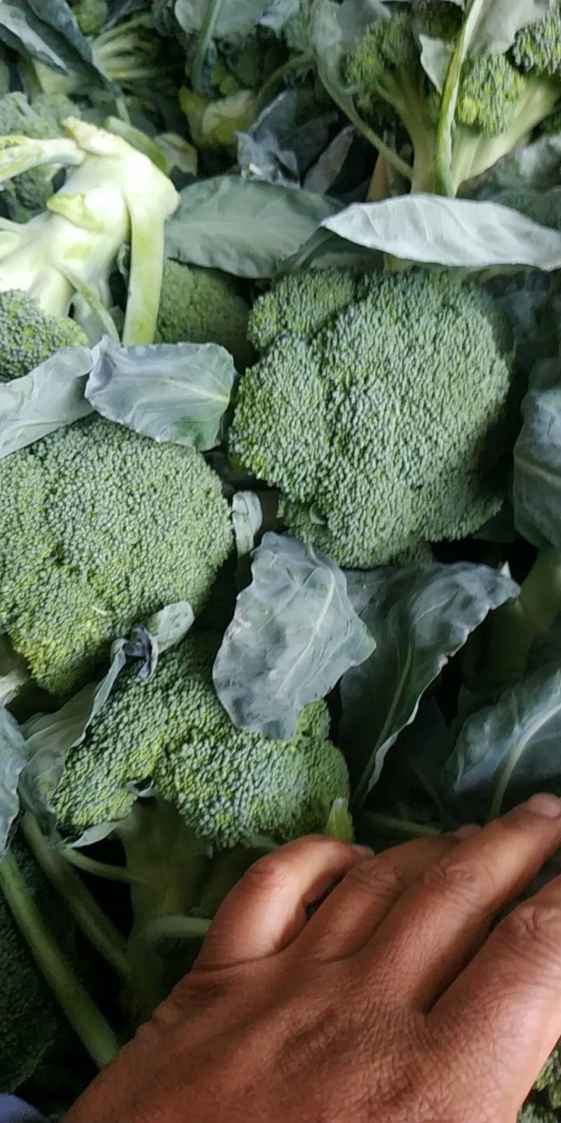 新野县西蓝花，大量上市，适合适合，超市，市场，加工厂，