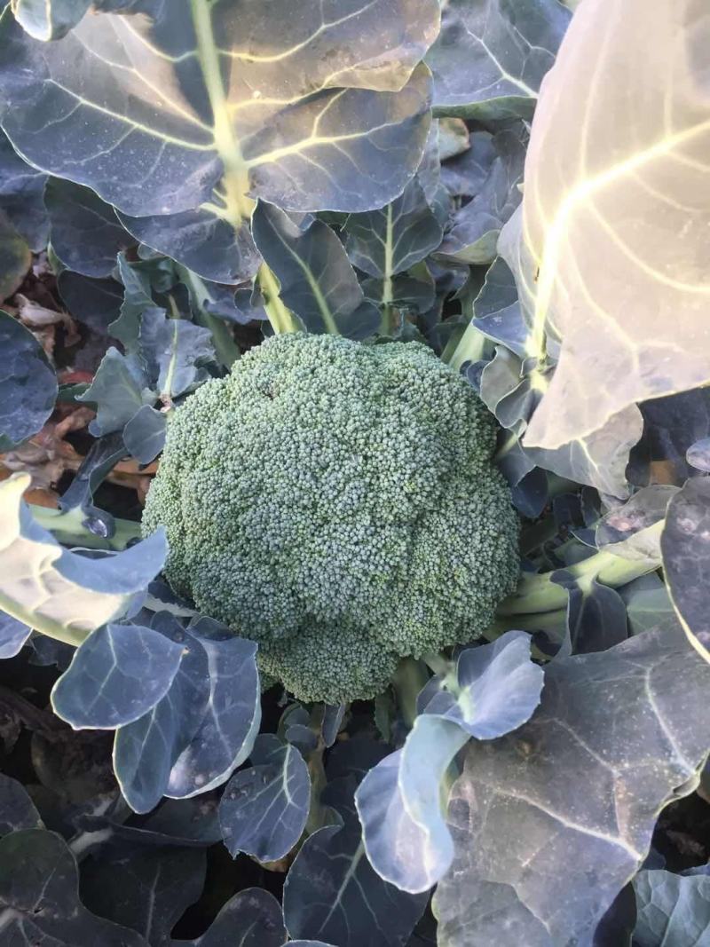 新野县西蓝花，大量上市，适合适合，超市，市场，加工厂，