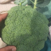 新野县西蓝花，大量上市，适合适合，超市，市场，加工厂，