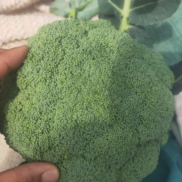 新野县西蓝花，大量上市，适合适合，超市，市场，加工厂，