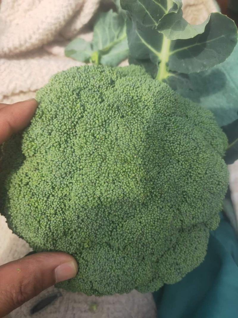 新野县西蓝花，大量上市，适合适合，超市，市场，加工厂，