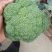 新野县西蓝花，大量上市，适合适合，超市，市场，加工厂，