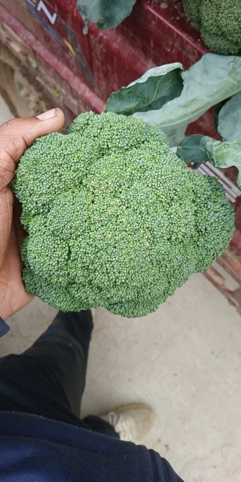 新野县西蓝花，大量上市，适合适合，超市，市场，加工厂，