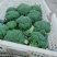 新野县西蓝花，大量上市，适合适合，超市，市场，加工厂，