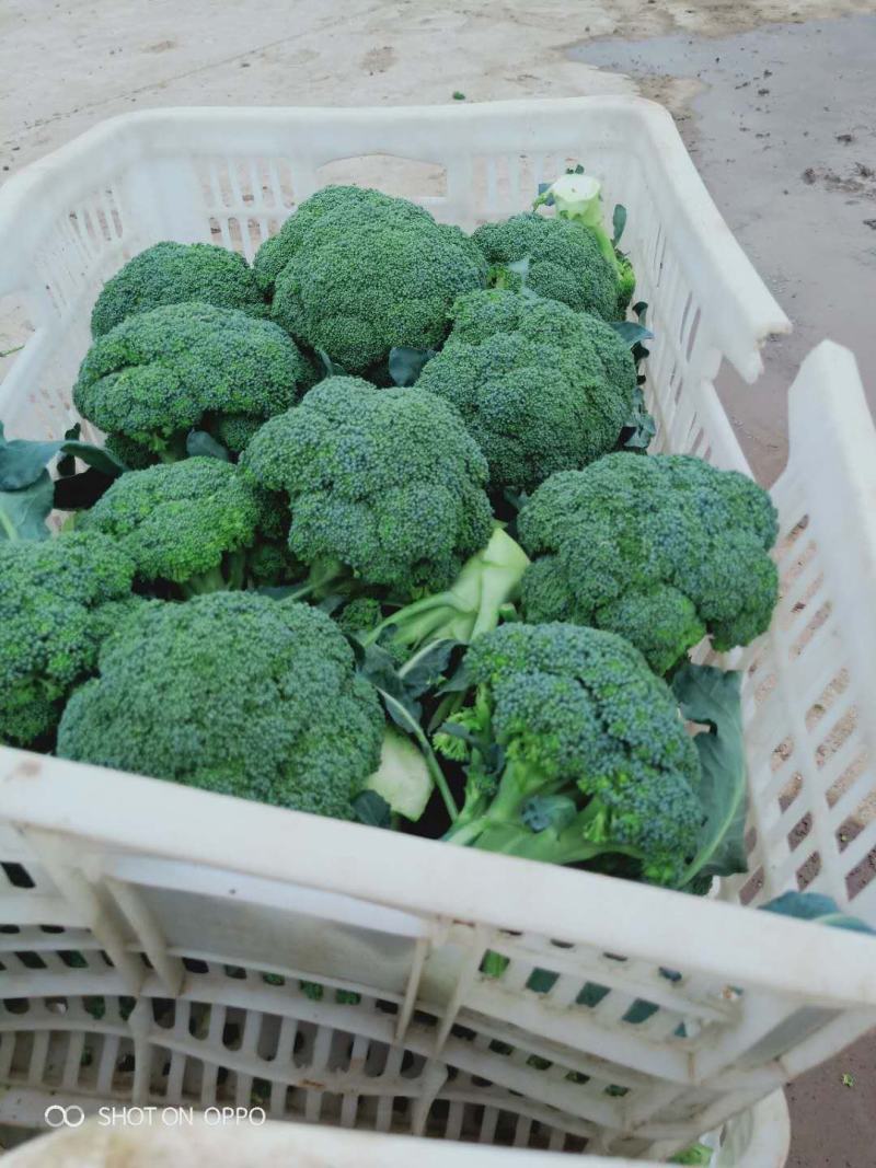 新野县西蓝花，大量上市，适合适合，超市，市场，加工厂，