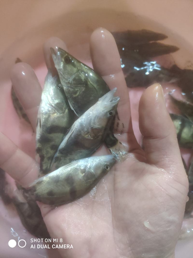 桂鱼！现货场地直销，大量批发！欢迎各位养殖户订购。