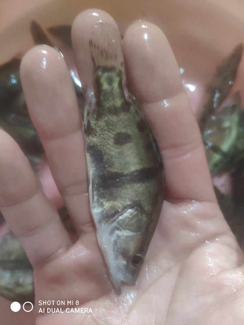 桂鱼！现货场地直销，大量批发！欢迎各位养殖户订购。