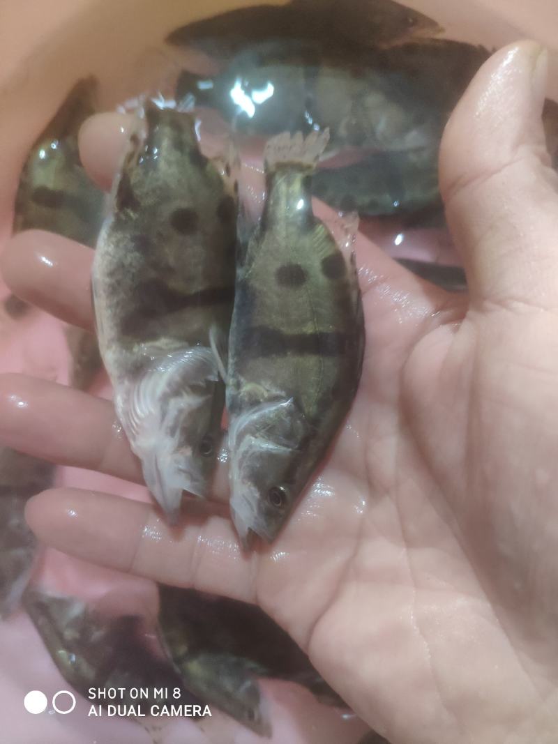 桂鱼，欢迎各位养殖户订购！现货批发欢迎全国客户前来订购