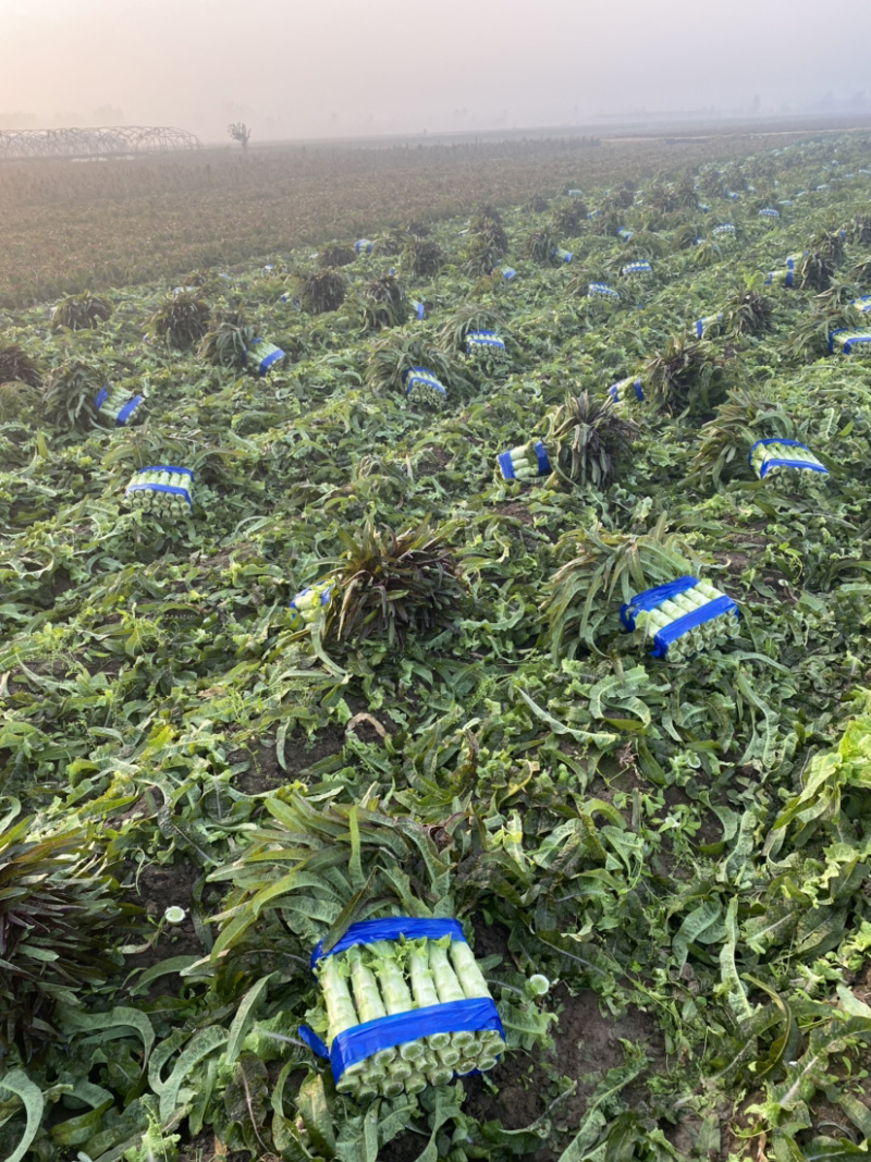 【推荐】山东精品莴笋质量好诚信经营视频看货欢迎来
