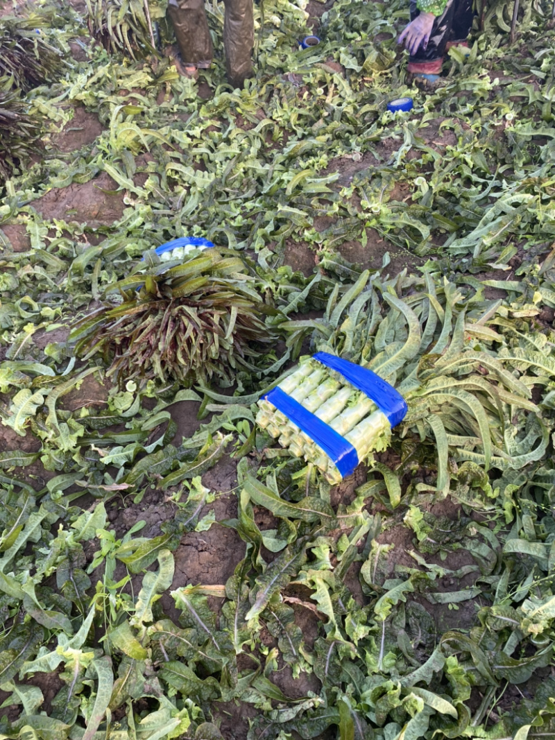 【推荐】山东精品莴笋质量好诚信经营视频看货欢迎来