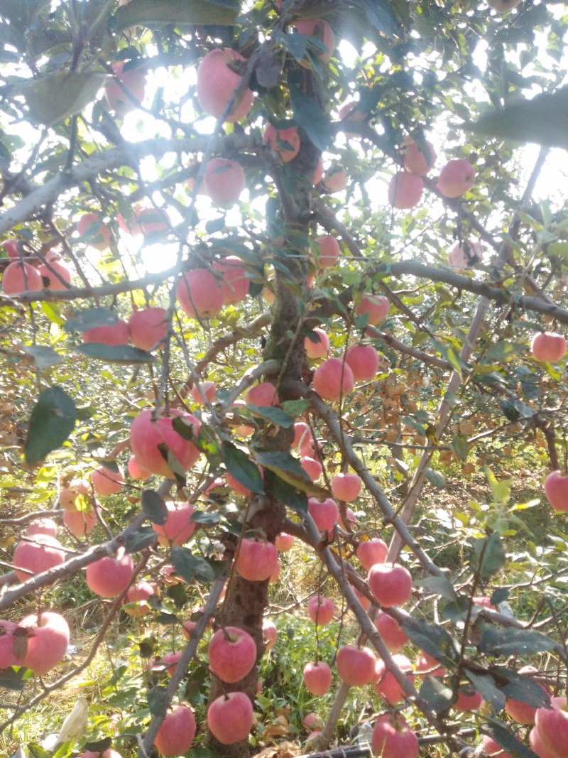 红富士苹果上市了，沂蒙山苹果，口感好，保质保量。