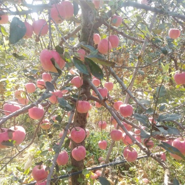 红富士苹果上市了，沂蒙山苹果，口感好，保质保量。