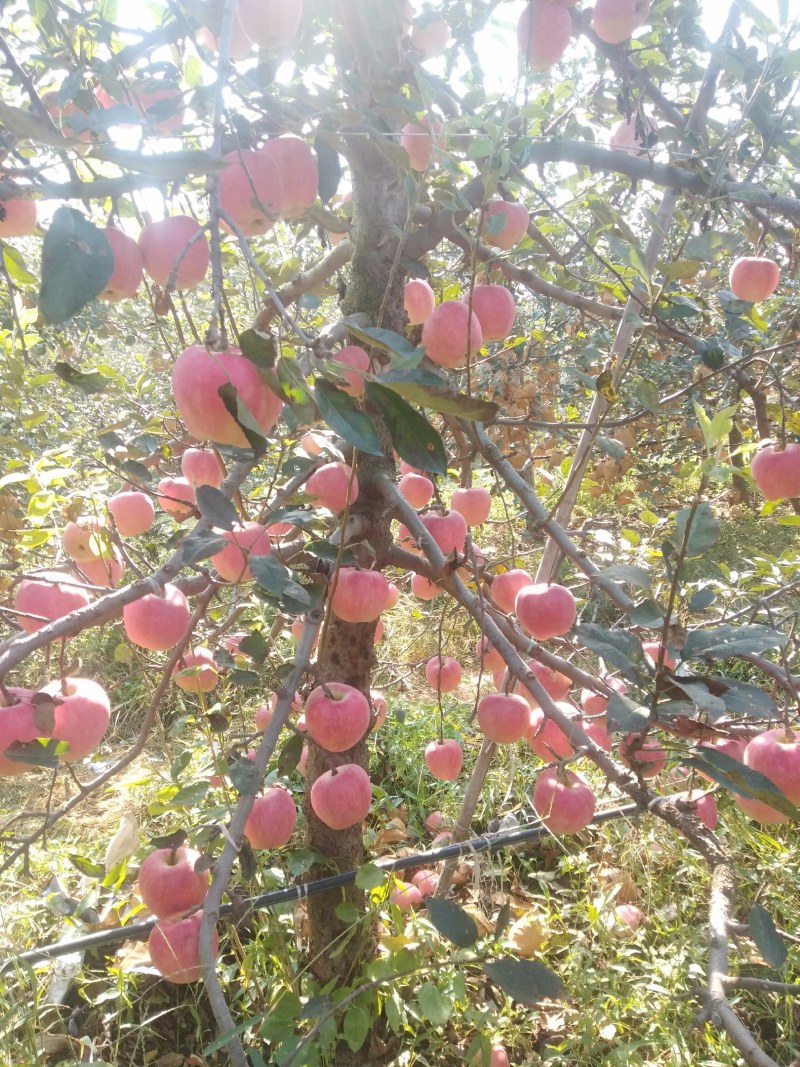 红富士苹果上市了，沂蒙山苹果，口感好，保质保量。