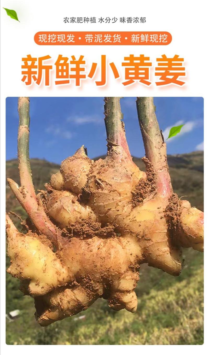 云南小黄姜鲜姜生姜优质货源对接电商微商一件代发