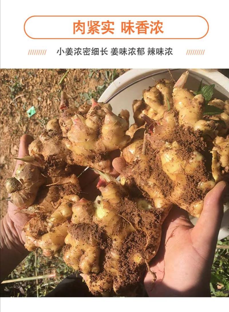 云南小黄姜鲜姜生姜优质货源对接电商微商一件代发