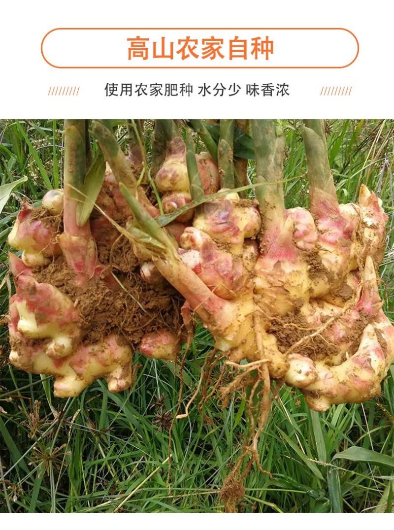 云南小黄姜鲜姜生姜优质货源对接电商微商一件代发