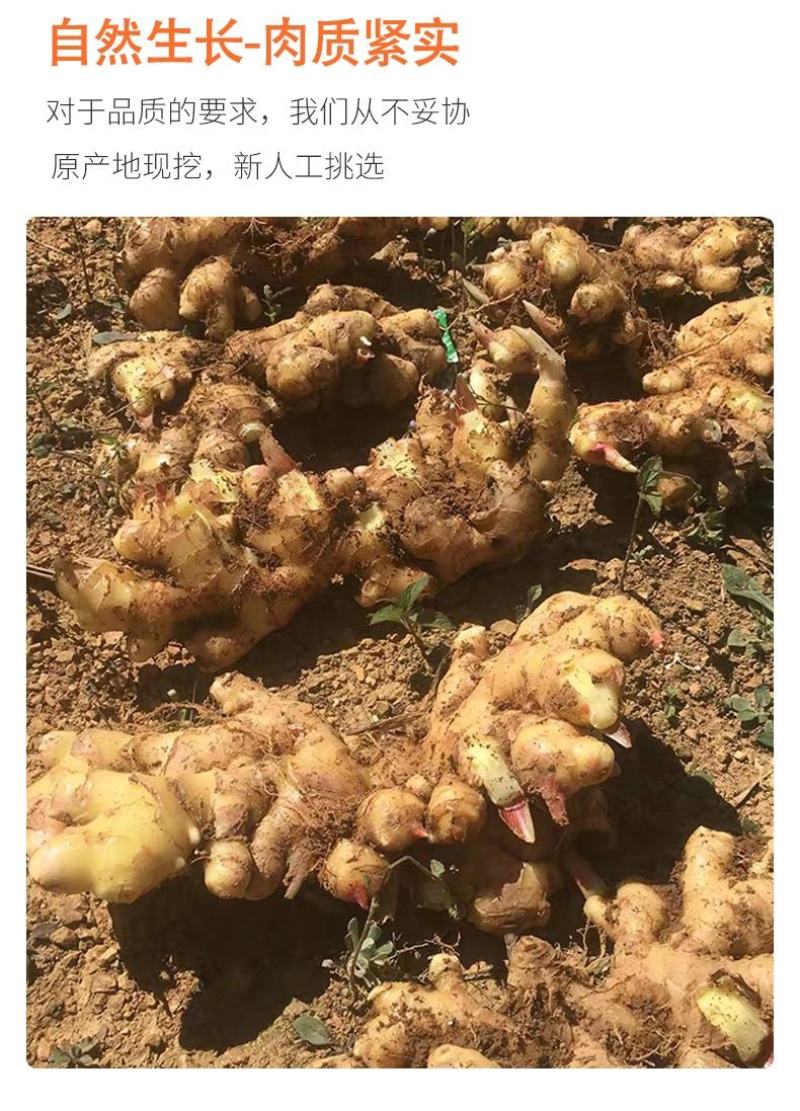 云南小黄姜鲜姜生姜优质货源对接电商微商一件代发