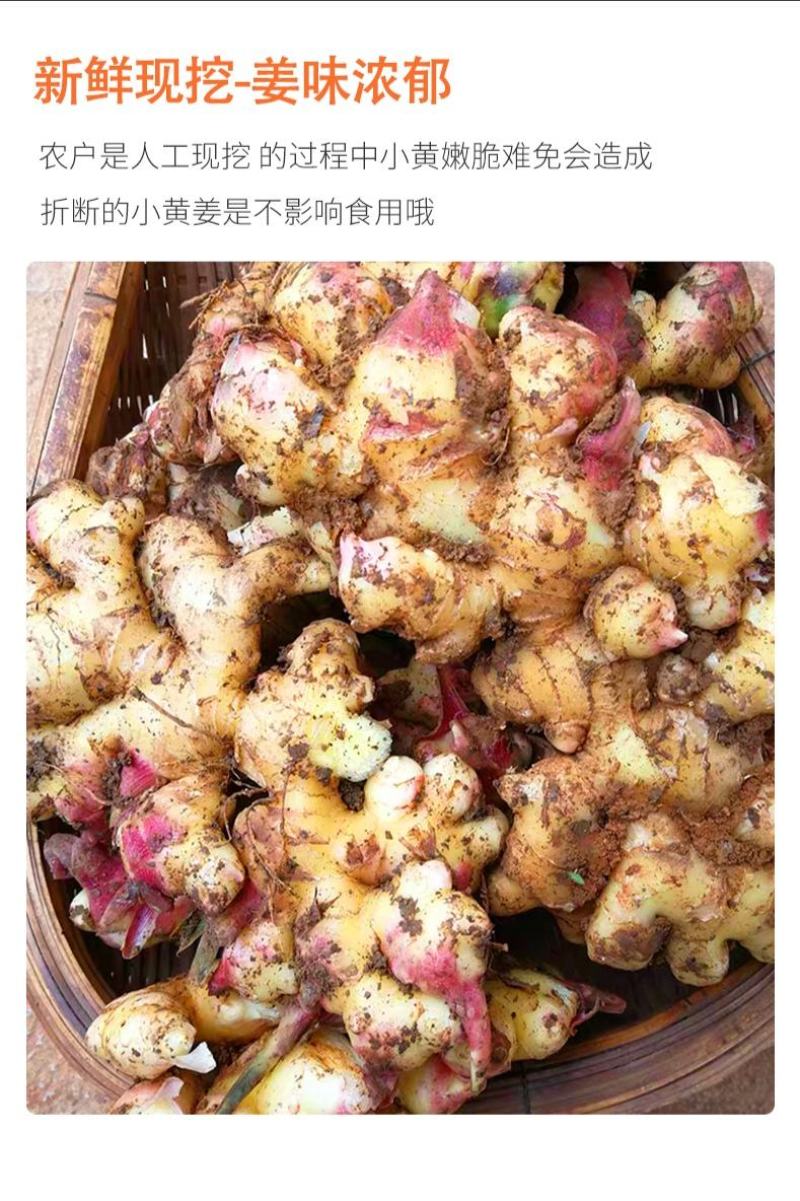云南小黄姜鲜姜生姜优质货源对接电商微商一件代发