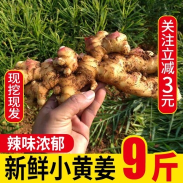 小黄姜鲜姜生姜姜大车有量有价
