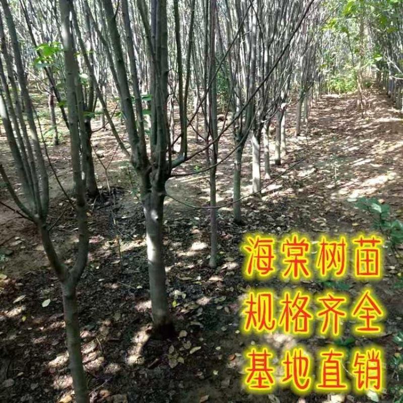 海棠树苗西府花苗庭院高杆大型盆栽绿化苗木当年