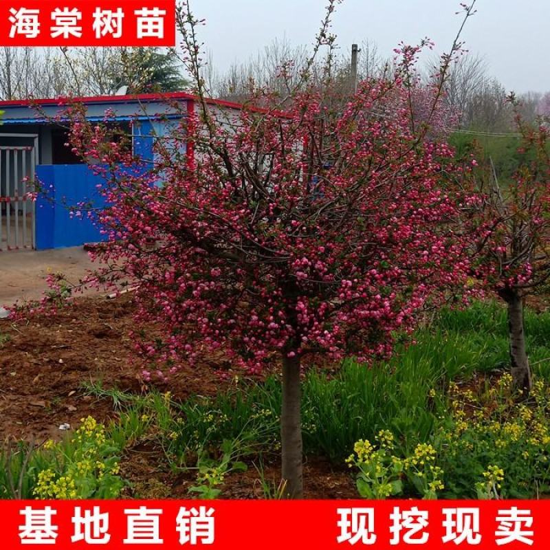 海棠树苗西府花苗庭院高杆大型盆栽绿化苗木当年