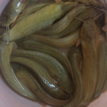 出售塘角鱼（塘鳃鱼），喂虫子的