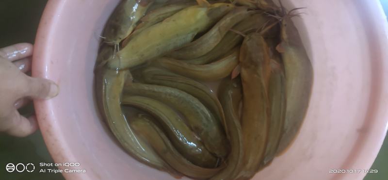 出售塘角鱼（塘鳃鱼），喂虫子的