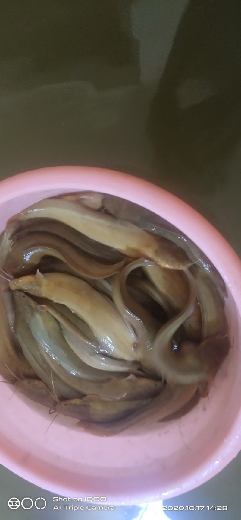 出售塘角鱼（塘鳃鱼），喂虫子的