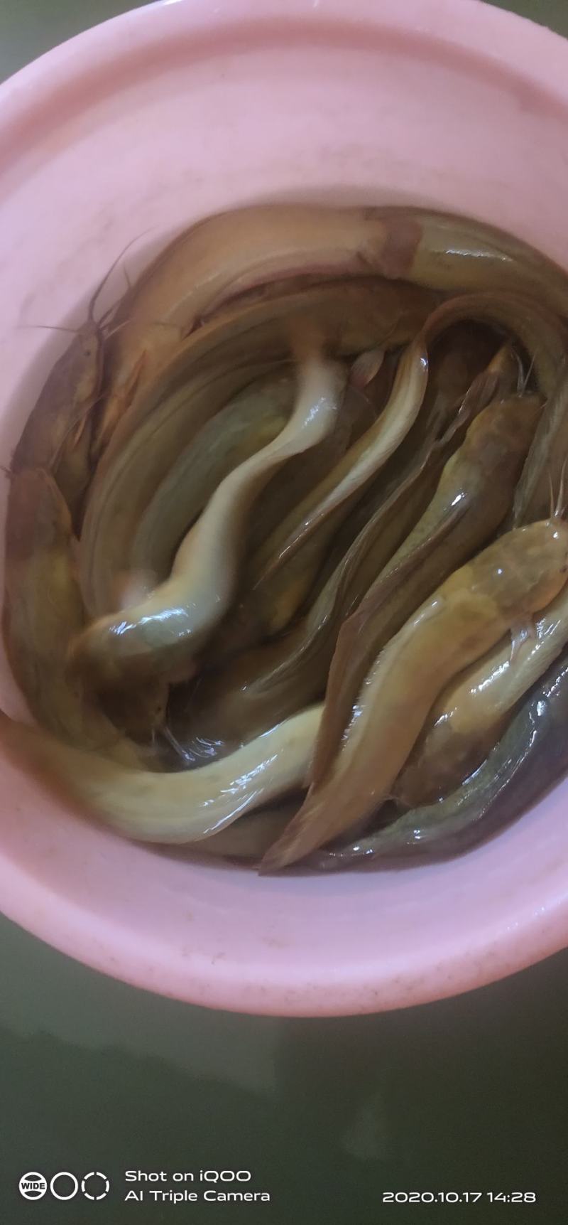 出售塘角鱼（塘鳃鱼），喂虫子的