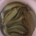 出售塘角鱼（塘鳃鱼），喂虫子的