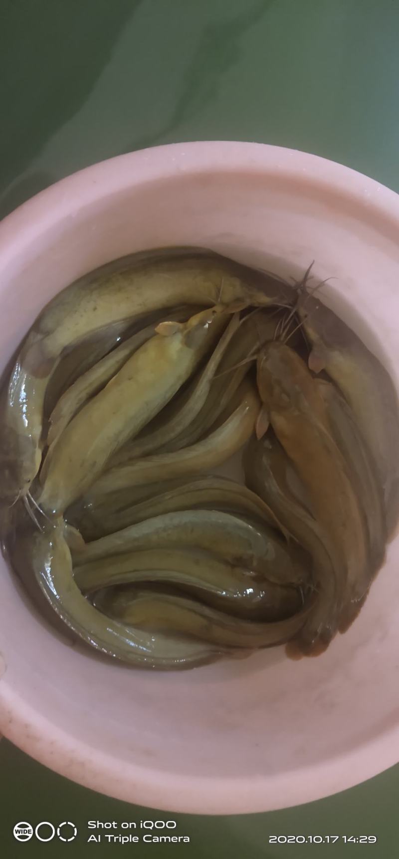 出售塘角鱼（塘鳃鱼），喂虫子的