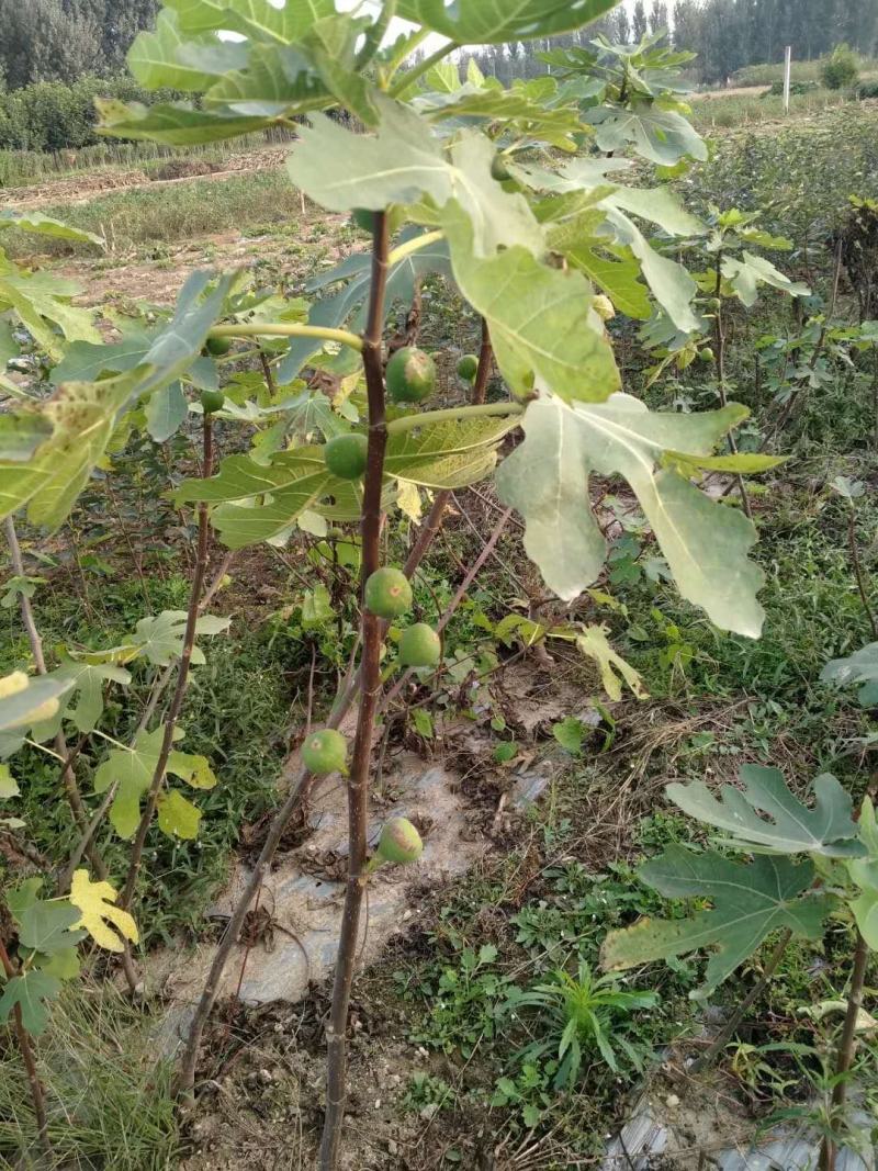 波姬红无花果苗，口感极甜，产量高，包成活包运费包对版