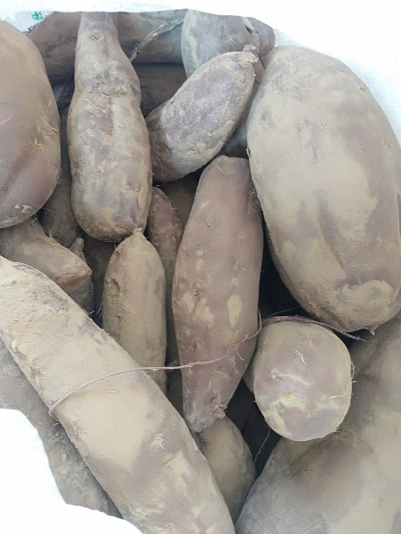 中小块徐紫八紫薯，无虫眼