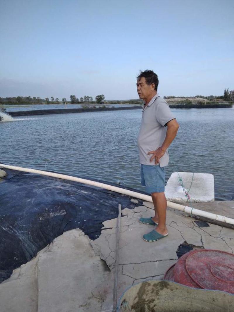 【海水养的罗非鱼】海水养殖罗非鱼水产养殖咸水罗非鱼