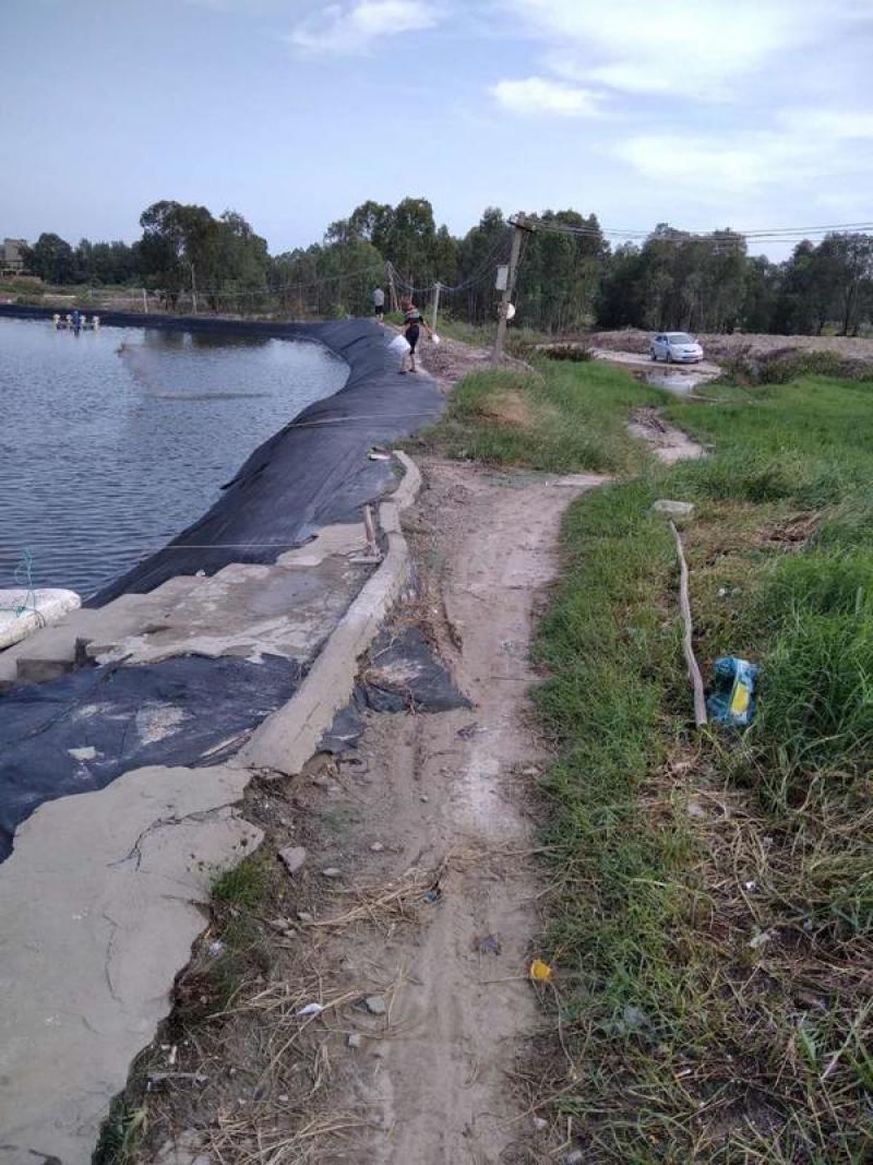 【海水养的罗非鱼】海水养殖罗非鱼水产养殖咸水罗非鱼