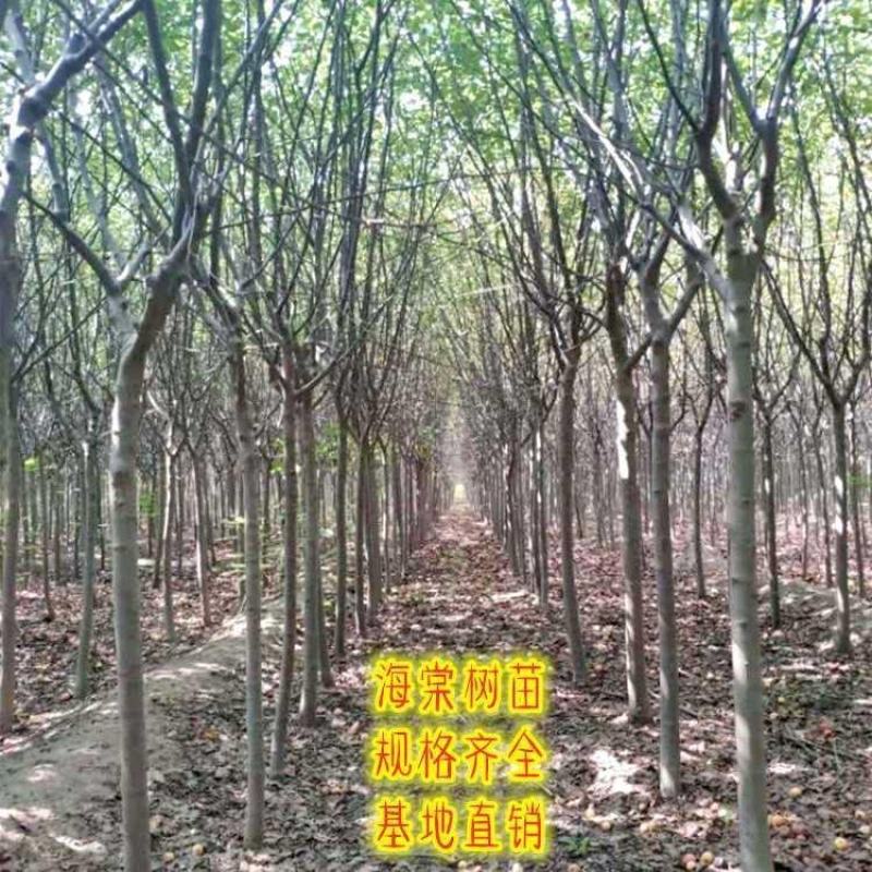 海棠苗成活高花苗庭院高杆大型盆栽绿化苗木当年